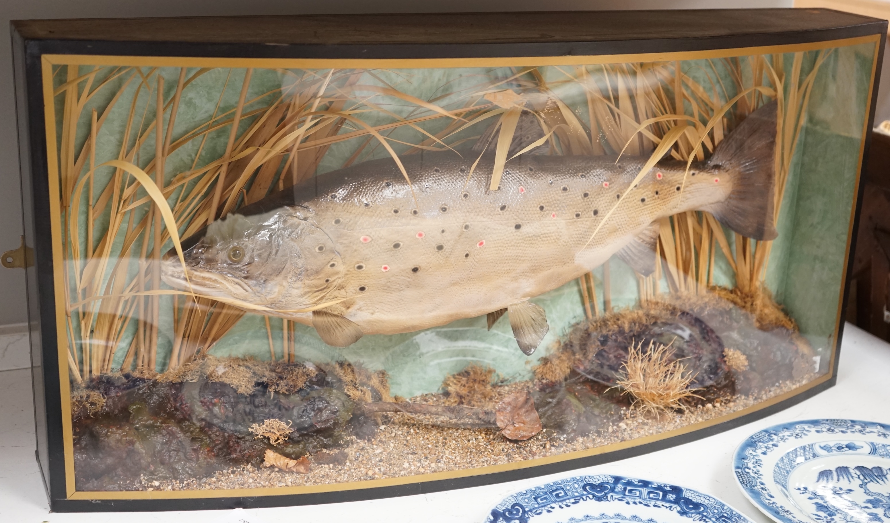 A bowfronted cased taxidermy trout, 81cm x 38cm. Condition - good